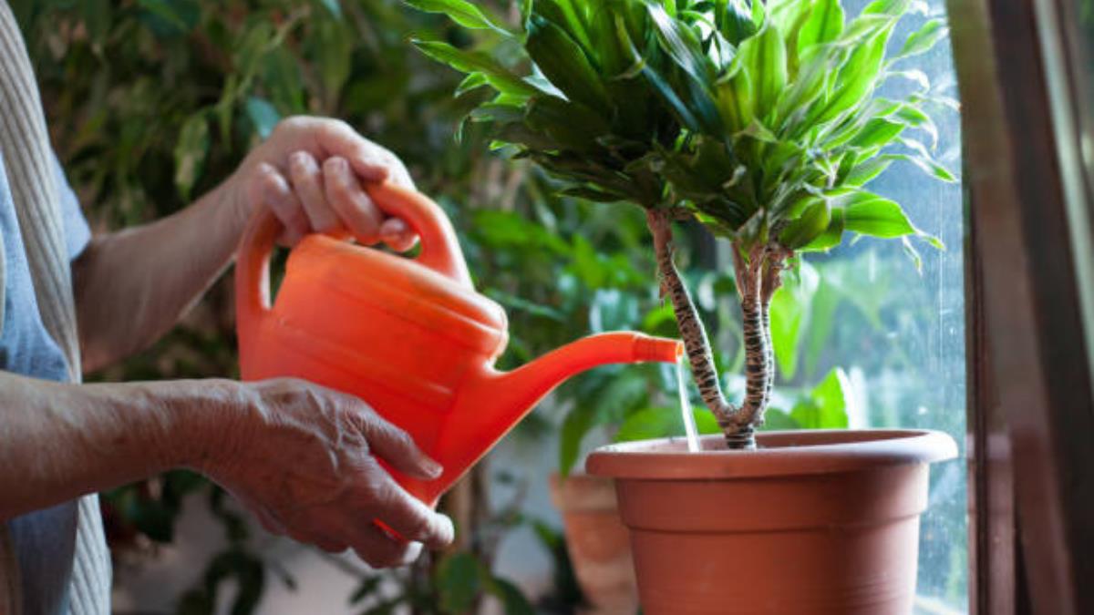 ¿Tienes medicina vencida? Así puedes preparar un abono rico en nutrientes para que tus plantas estallen de flores